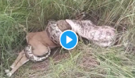 Scary! Python swallows whole deer in a few minutes; watch at your own risk