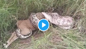 Scary! Python swallows whole deer in a few minutes; watch at your own risk