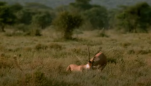 हिरण का शिकार करना चाहते थे चीते, वीडियो में देखें शिकारियों के चुंगल से कैसे निकल भागा शिकार