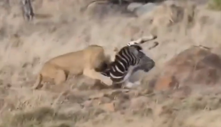 Lioness killed zebra
