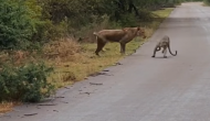सड़क पर घूम रहा था तेंदुआ तभी कर दिया भूखे शेर ने हमलाा, वीडियो में देखें फिर हुआ क्या