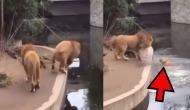 Lion falls into artificial lake; watch what happens next
