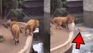Lion falls into artificial lake; watch what happens next