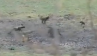 भेड़िया का शिकार करने की कोशिश कर रहे थे जंगली कुत्ते, वीडियो में देखें शिकार ने कैसे सिखाया सबक