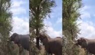 हाथी को आया गुस्सा तो पेड़ पर दिखाने लगा नाराजगी, वीडियो में देखें आगे हुआ क्या