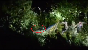 Forest official tries to capture sloth bear; what happens next will scare you!