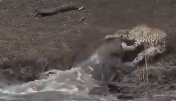 Crocodile hunts Tiger