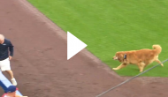 Dog interrupts match by running onto the pitch; watch pawdorable video