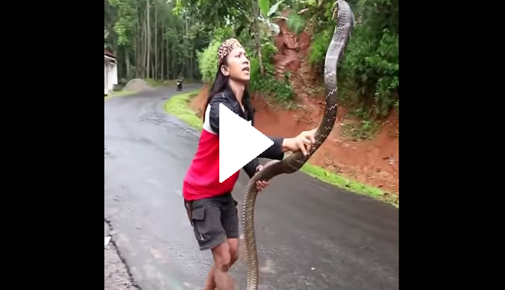 Video of girl fearlessly playing with giant snake shocks netizens