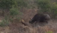 शेर ने किया भैंस के बच्चे पर हमला तो बचाने के लिए दौड़ पड़ी मां, वीडियो में देखें आगे हुआ क्या