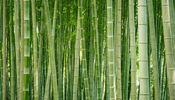 bamboo