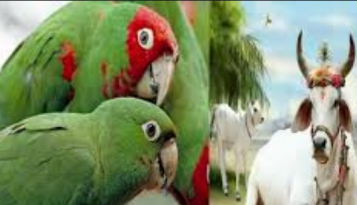 Parrot and Cow