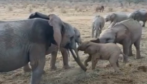 दो महीने के हाथी के बच्चे ने लिया पूरे झुंड से पंगा, वीडियो में देखें फिर हुआ क्या