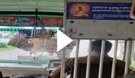 Angry elephant smashes bus windscreen, passengers scream in shock; hair-raising video goes viral