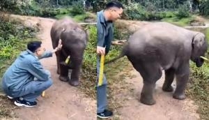 हाथी के बच्चे को गन्ना खिलाकर पकड़ने की कोशिश कर रहा था युवक, वीडियो में देखें नन्हे गजराज ने कैसे मारी लात