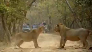 जब शेर पर आ गया शेरनी को गुस्सा, वीडियो में देखें फिर आगे हुआ क्या