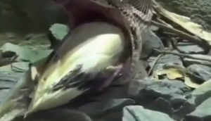 जानवर को निगलने के बाद बिगड़ गई सांप की तबियत, वीडियो में देखें कैसे पड़ गए लेने के देने