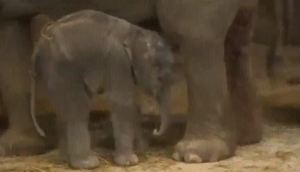 हाथी के बच्चे को आ गई गहरी नींंद तो जगाने के लिए हथिनी ने मारी ऐसी लात, वीडियो देख हंस देंगे आप