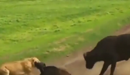 शेर ने किया भैंसों के झुंड पर हमला, वीडियो में देखें जान बचाने के लिए मां ने किया क्या