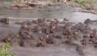 Video: तालाब में मस्ती कर रहे दरियाई घोड़ों पर हमला करने की मगरमच्छ ने कर दी गलती, और फिर..