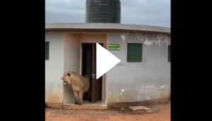 Video of lion coming out of public toilet will leave you stunned!