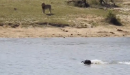 शेर से बचकर मगरमच्छ वाली झील में घुस गई भैंस, वीडियो में देखें कैसे ही शिकारियों को मात