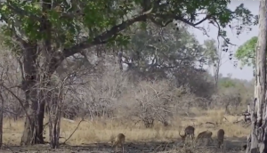 शिकार करने के लिए पेड़ पर घात लगाकर बैठा था तेंदुआ, वीडियो में देखें हिरण को कैसे बनाया शिकार