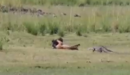 Video: जंगली सूअर का शिकार करने की कोशिश कर रहा था बाघ तभी पीछे से आ गया मगरमच्छ और फिर...