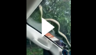 Creepy! Snake slithers on car windscreen; nail-biting video goes viral
