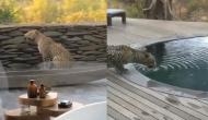 OMG: जंगल से निकलकर रिसॉर्ट के भीतर घुस गया तेंदुआ, Video में देखें फिर हुआ क्या
