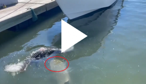 Spine-chilling video of shark biting alligator goes viral