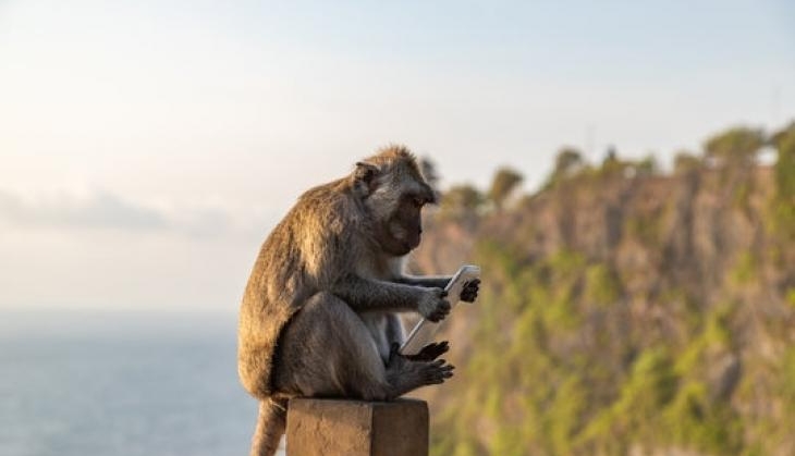 monkey