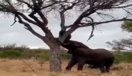 सूखे पेड़ को देखकर ताकत आजमाने लगा हाथी, वीडियो में देखें आगे हुआ क्या