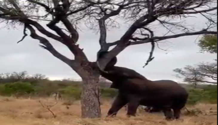 Elephant