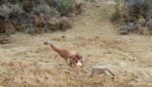 हिरण का शिकार करने की कोशिश कर रहे थे शेर, वीडियो में देखें जान बचाने के लिए जानवर ने किया क्या