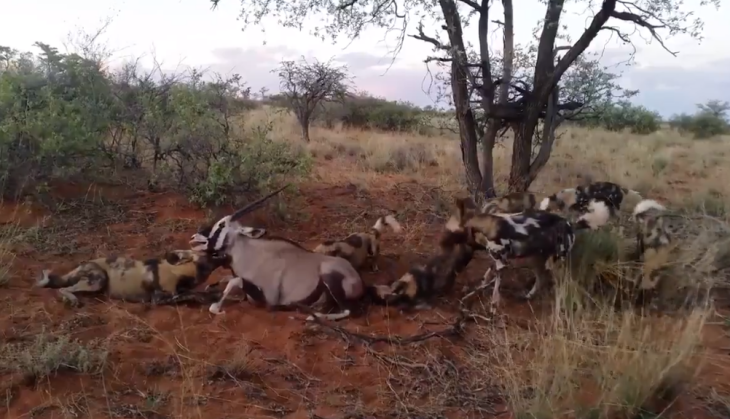 Wild Dog killed deer