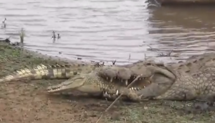 crocodile