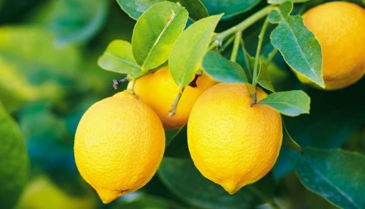 Lemon