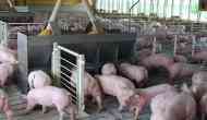 African swine fever cases confirmed in pig breeding centre in K'taka's Dakshina Kannada