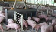 African swine fever cases confirmed in pig breeding centre in K'taka's Dakshina Kannada