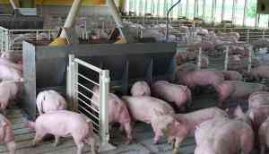 African swine fever cases confirmed in pig breeding centre in K'taka's Dakshina Kannada