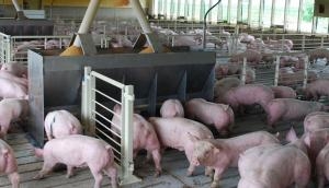 African swine fever cases confirmed in pig breeding centre in K'taka's Dakshina Kannada