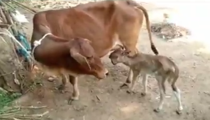 Cow