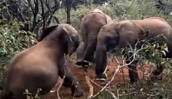 Baby elephant fight