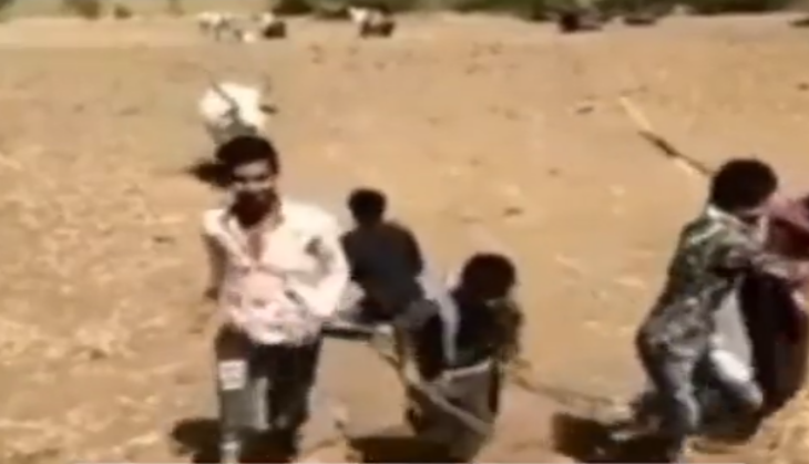 Cow attack