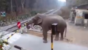 Amazing Video: रेलवे फाटक खुलने का इंतजार नहीं कर पाया हाथी, किया कुछ ऐसा देखकर दंग रह गए लोग