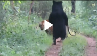 Watch close encounter between tiger and sloth bear; scary video goes viral