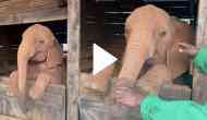 Baby elephant denies to sleep; watch jumbo’s adorable activities
