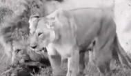 लकड़बग्घा ने कर दी शेरों के इलाके में जाने की गलती, वीडियो में देखें जंगल के राजा ने कैसे उतारा मौत के घाट