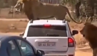 जंगल से गुजर रहे थे कार सवार तभी सामने से आ गए खूंखार शेर, वीडियो में देखें आगे हुआ क्या